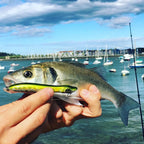 TSUYOKI WTD Fishing Lure 85mm 6g Popper Lure Topwater Patchinco 85 Snakehead Wobbler Fishing Seabass,Skipjack Tuna Mackerel