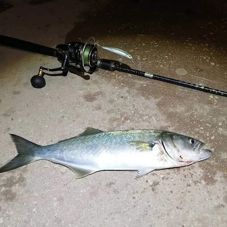 TSUYOKI Sinking Artist Minnow Bait 80mm 9g Jerkbait Swimbait Jackson Artist FR80 Minnow Wobbler for Bonito Seabass King Mackerel