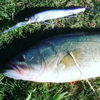 TSUYOKI Minnow Wink 110SF Wobblers 110mm 14.5g Slow Floating Jerkbaits Shallow Dive Rolling Wobblers Vision 110 Pike Fishing