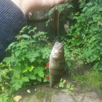 TSUYOKI 2026 Reals Pencil Lure 65mm 5.4g 100mm 14g Topwater Fishing Lures WTD Leurre De Surface Floating Stickbait Duo Wobblers