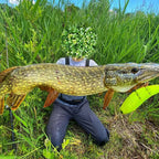 TSUYOKI Giantbait Balam Lure 170/200mm Floating/Sinking Madnes Balam Giant Bait Swimbait Wobbler Freshwater Big Pike Muskie Lure
