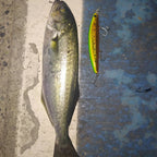 TSUYOKI Minnow Lure 2024 Chile Poke Ima Gyodo 110MD Floating Jerkbait 110mm 19g Wobbler Artificial Bait Fishing Flatfish Seabass