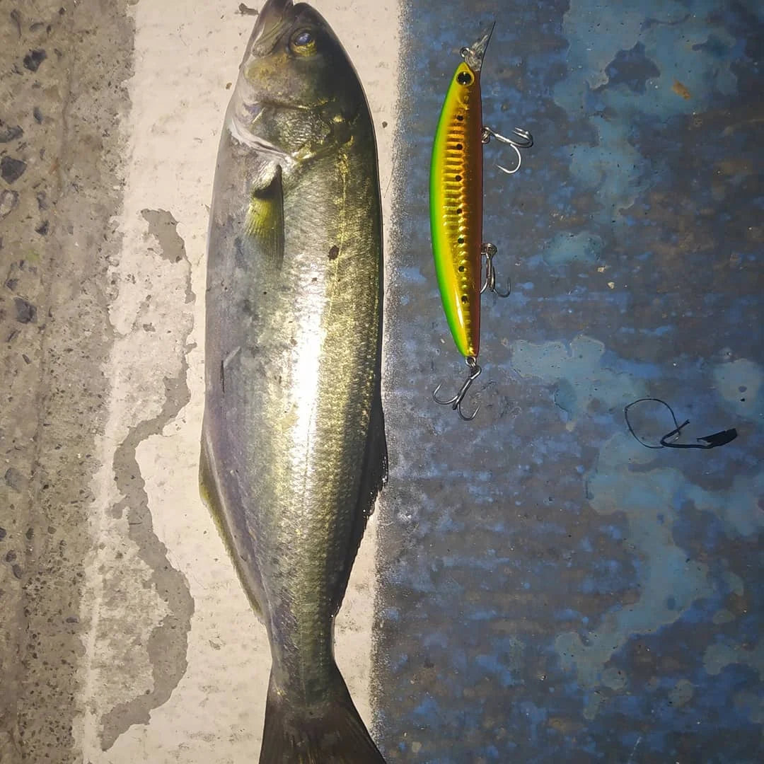 TSUYOKI Minnow Lure 2024 Chile Poke Ima Gyodo 110MD Floating Jerkbait 110mm 19g Wobbler Artificial Bait Fishing Flatfish Seabass