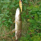 TSUYOKI 20/30/50g Sinking Jerkbait Slider Swim Glidebait 120 Westin Artificial Wobblers Loud Sound Fishing Lure for Pike Zander