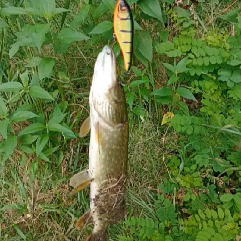 TSUYOKI 20/30/50g Sinking Jerkbait Slider Swim Glidebait 120 Westin Artificial Wobblers Loud Sound Fishing Lure for Pike Zander
